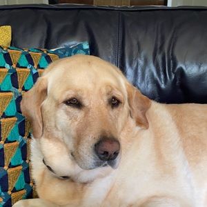 Meet your Posher, Marley